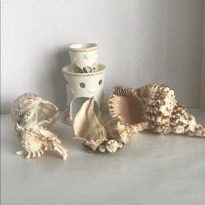 Sea Shell